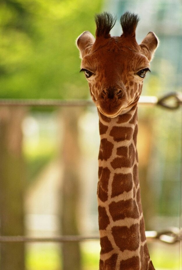 This baby giraffe is not amused by your bullshit