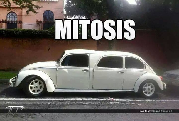 This car is almost finishing mitosis