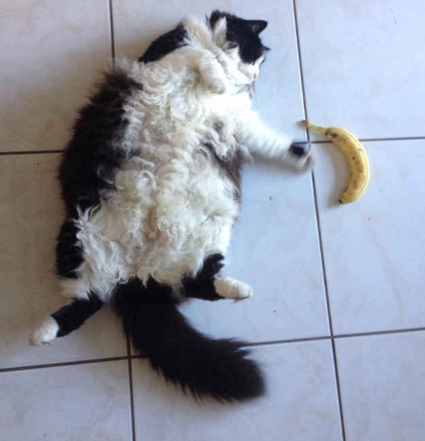 This cat is showing the reality of what starting a diet is truly like