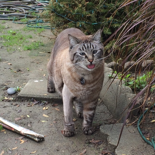 This cat wanders our neighborhood hes crosseyed and fat Caught him being a derp