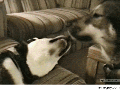 This dog is one kinky kisser