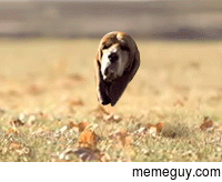 This dog thats running has big floppy ears