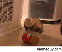 This ferret goes into fit over jif in this gif