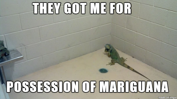 This iguana is in some legal drama