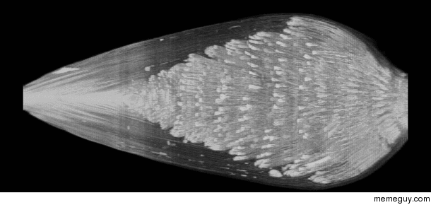 This is a D projection of that banana MRI scan Its a flower