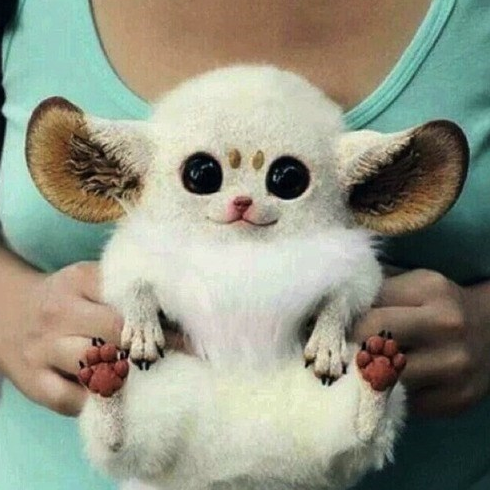 This is an Inari fox Or a Pokmon Im not sure