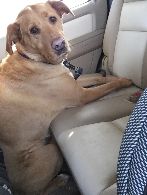 This is how my dog sits in the car
