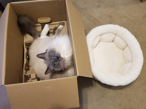This is the epitome of catdom Box gt bed