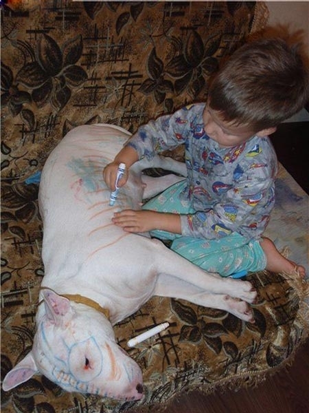 This is why you do not leave a bull terrier and a child unsupervised