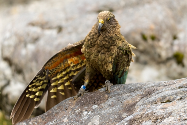 This Kea I met yesterday looks like hes trying to sell me a fake Rolex