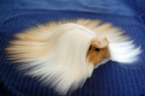 This magnificent haired guinea pig