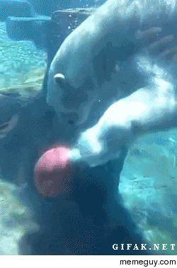 This Polar Bear is practicing for the underwater NBA