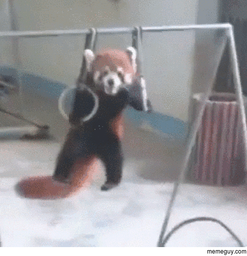 This red panda works out more than me 