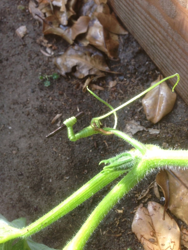 This squash has developed an new defense mechanism