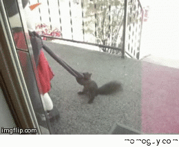 This squirrel really wanted a scarf