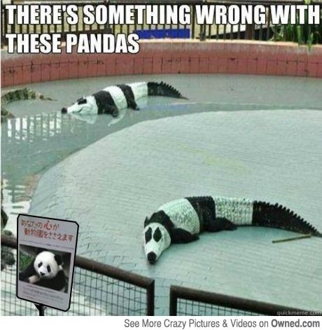 Those pandas look a bit shady