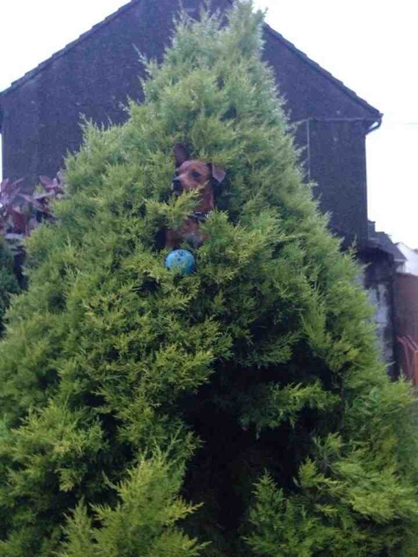 Threw Lucys ball into the tree by accident turned around and seen her like this