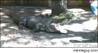 Throwing a watermelon into the open jaws of a crocodile 