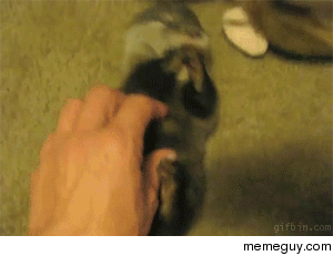 Ticklish Baby Otter