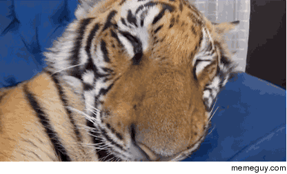 Tiger wakes up from a dream