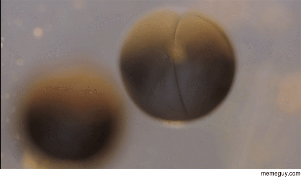 Time Lapse Video of Cell Division in a Frog Egg