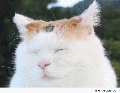 Tiny frog chilling on a cats head