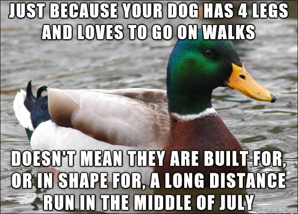 To the people who rarely exercise their dog and decide to bring them along for a K charity run