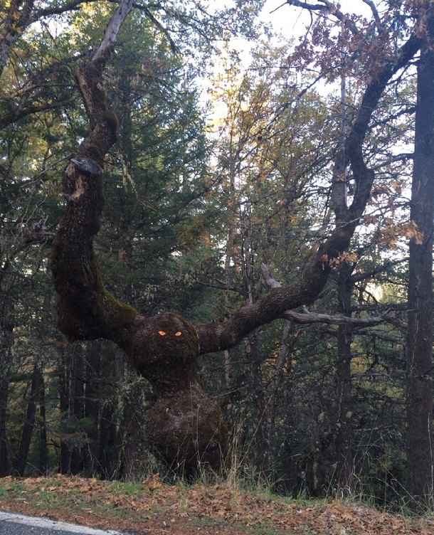 To whoever put these reflective eyes on the tree fuck you 