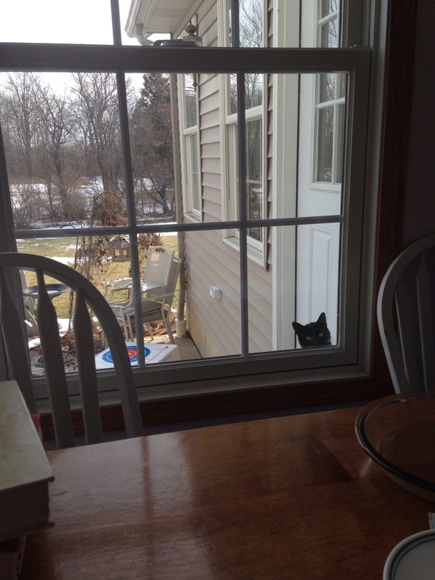 Today I was eating breakfast and I felt like someone was watching me I dont own a cat