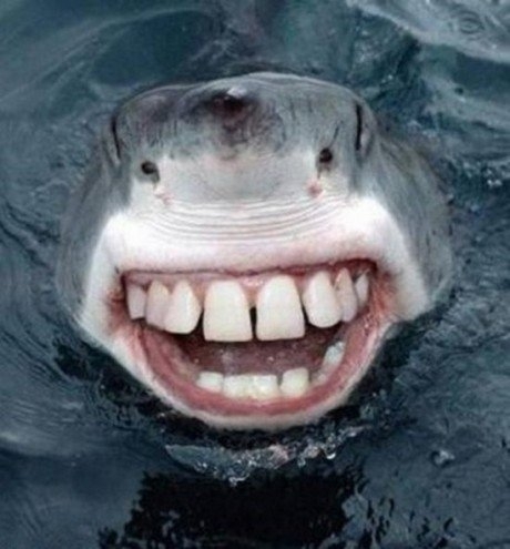 Told my friend I was scared of sharks he said google sharks with human teeth
