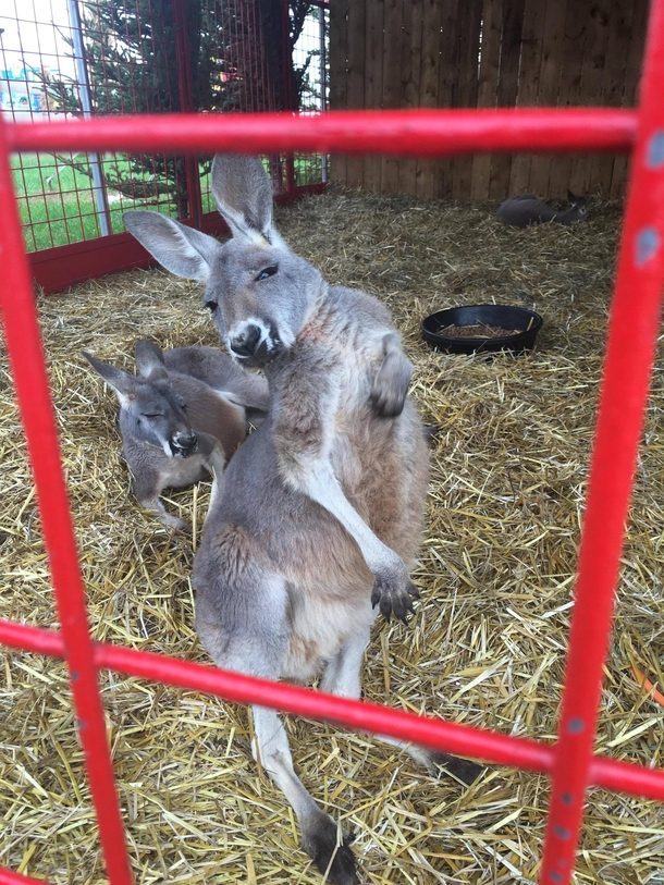 Took my kids to a petting zoo today Found this incredibly photogenic baby kangaroo He even posed for a picture