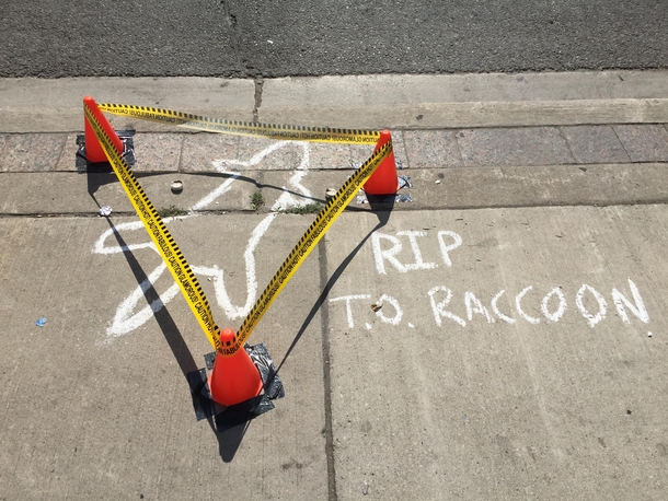Toronto Dead Raccoon has chalk outline now