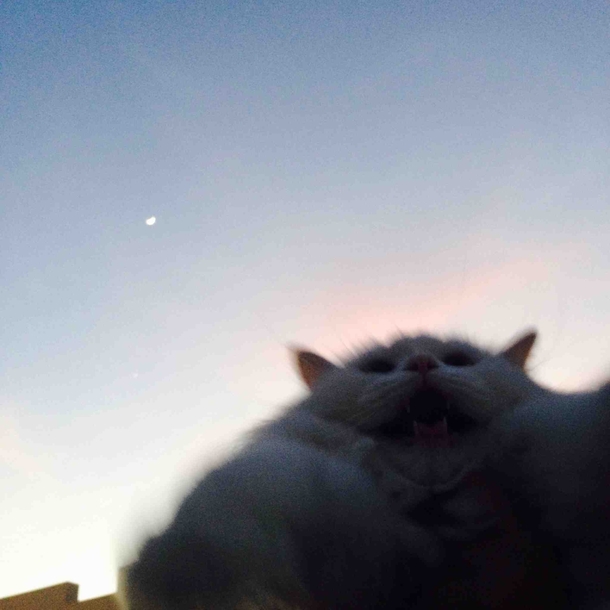 Tried to take a picture of my cat with the sky as the backdrop