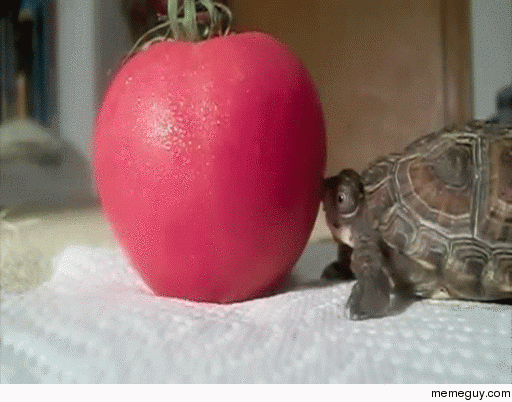 Turtle tries to eat a tomato