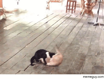 Two dogs break up a catfight