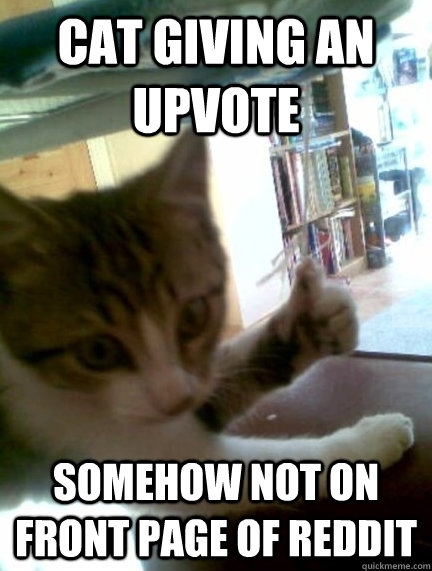 Up vote cat