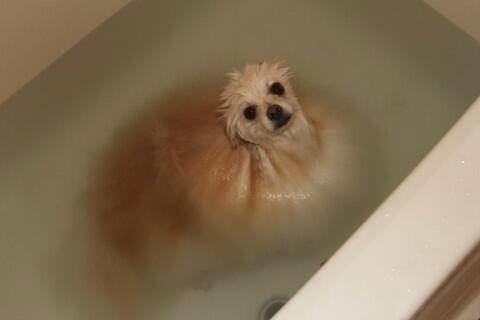 Warning Puppy is Water-Soluble