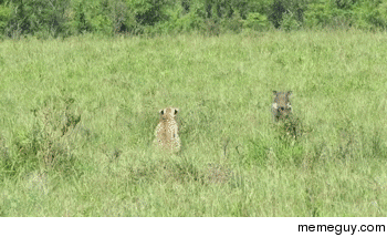 Warthog outrunning a cheetah