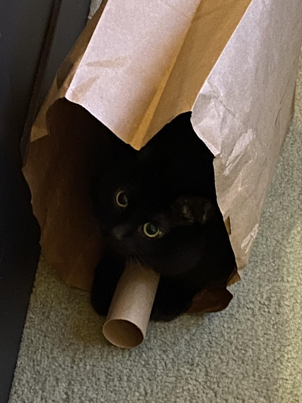 We buy him expensive toys and he plays with TP rolls and paper bags