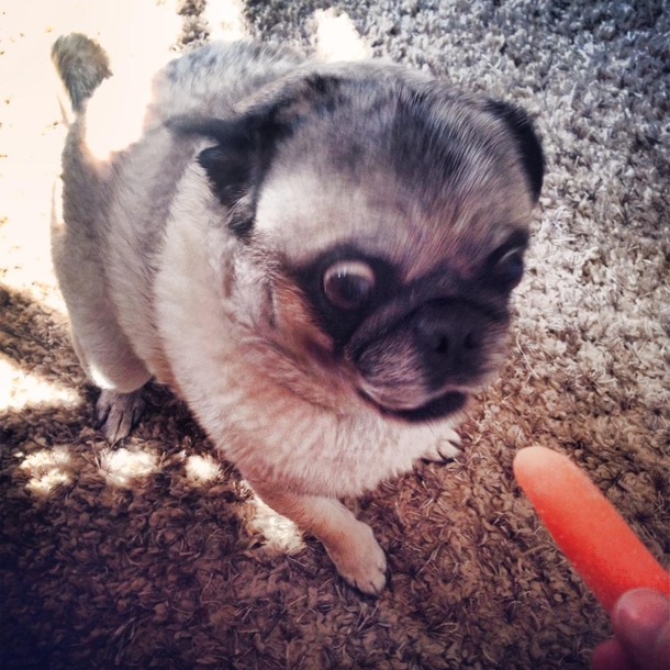 We feed my pug carrots for treats because hes a chubster Hes grown to love them Maybe a little too much