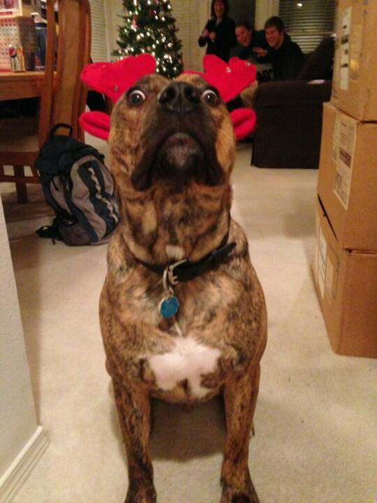 We put reindeer antlers on my dog This was his reaction