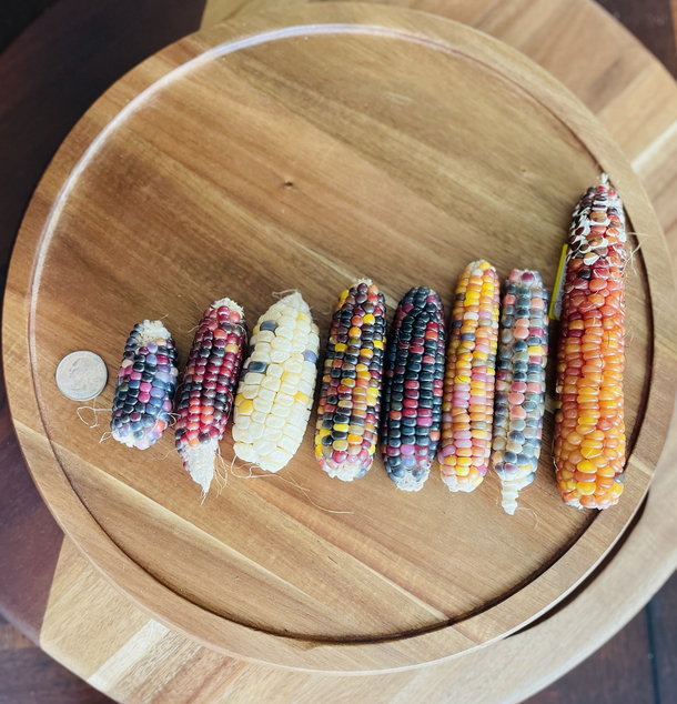 We tried our hand at growing some gem and yellow corn This is our harvest