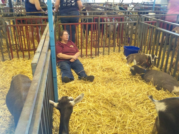 Went to the state fair and saw this lady napping with the goats