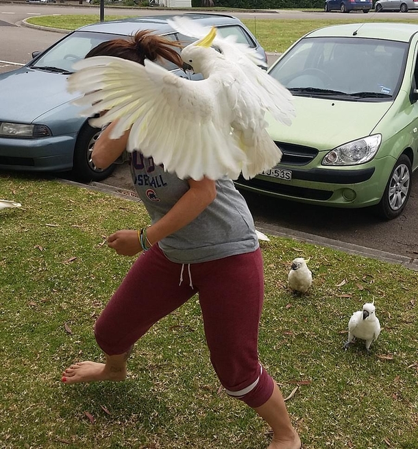 Went to visit the nice wild Cockatoos in Australia