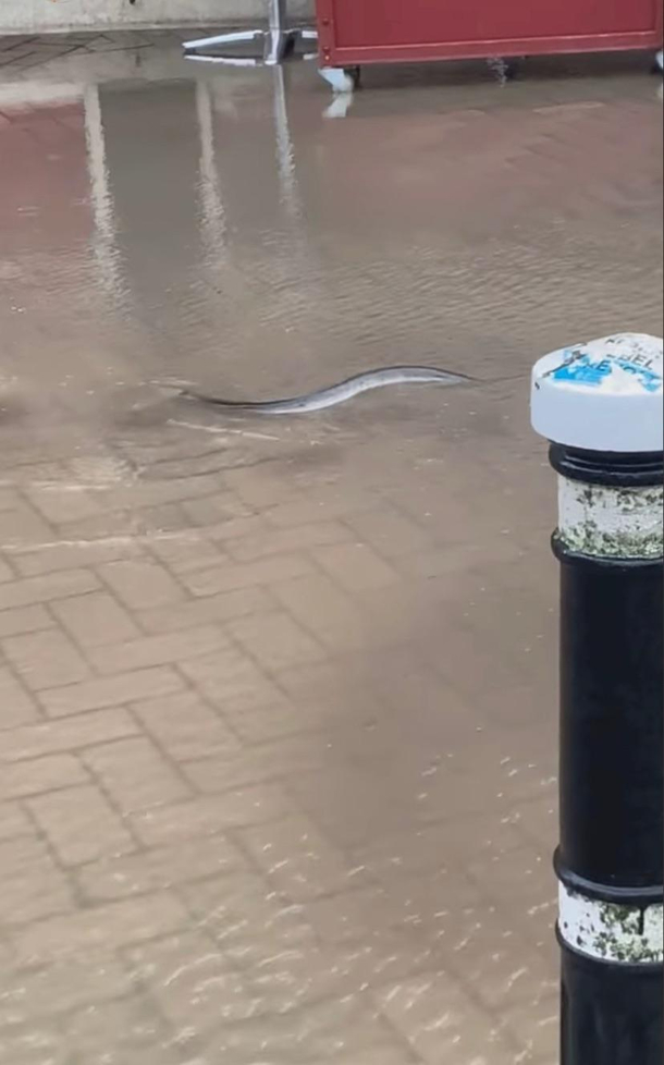 Weve got flooding locally in the UK and someone spotted this eel checking out the town centre Hastings