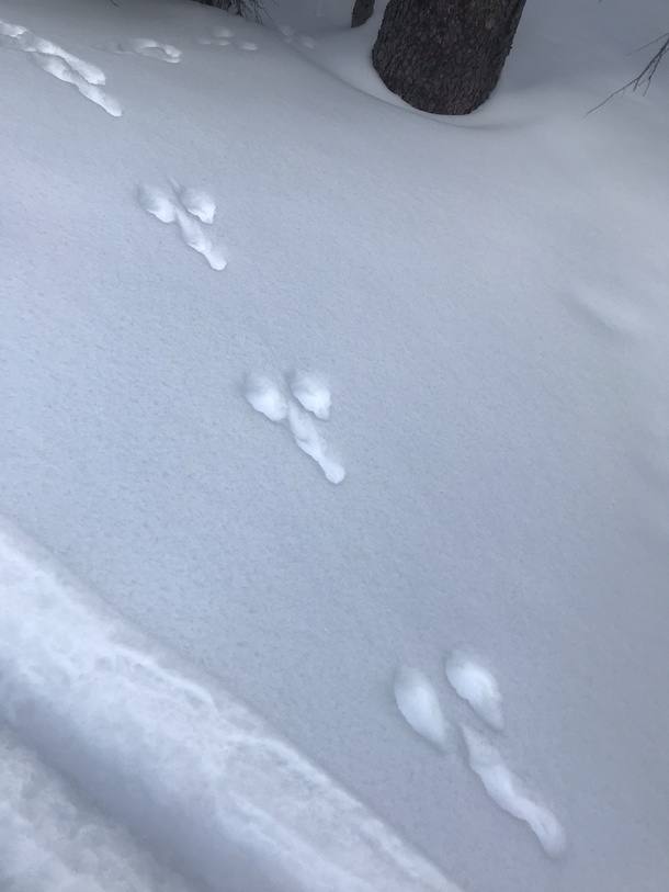 What animal made these tracks The dickalope