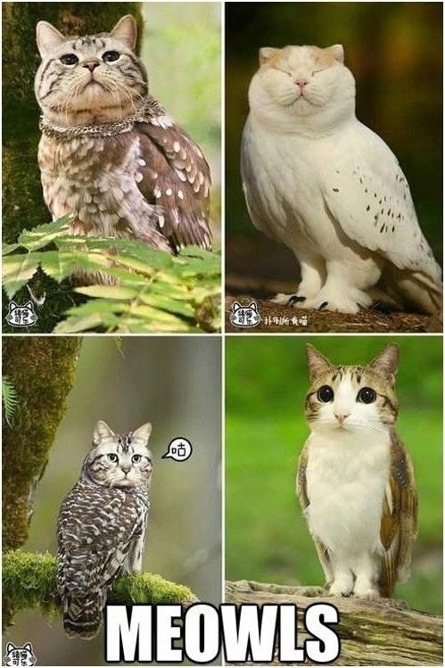 What do you get when you combine a cat and an owl
