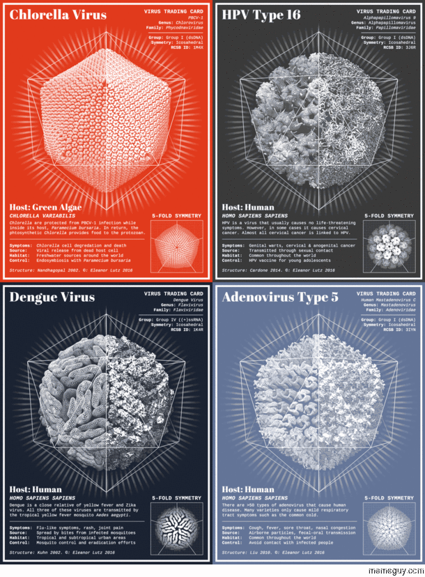 What viruses actually look like