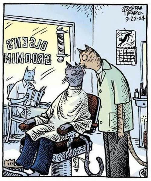 When cats go to the barber