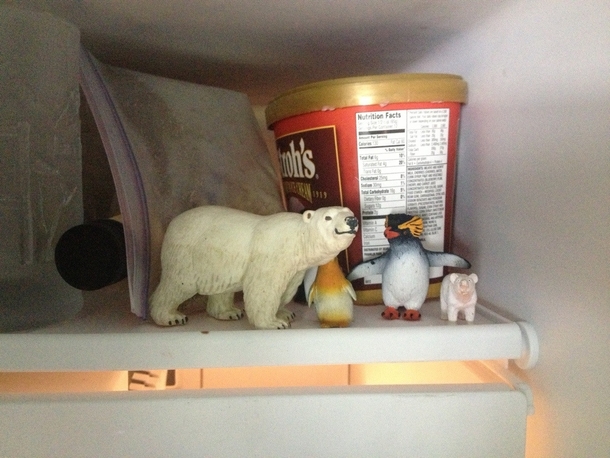 When I asked my little bro why there were Polar bears and penguins in the freezer he answered Because that is where they belong